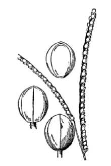 <i>Paspalum setaceum</i> Michx. var. psammophilum (Nash) D. Banks