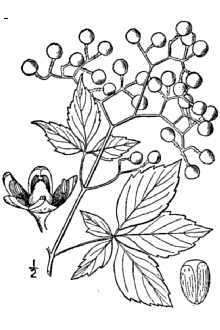 <i>Parthenocissus quinquefolia</i> (L.) Planch. var. murorum (Focke) Rehder