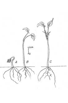 <i>Hedera quinquefolia</i> L.