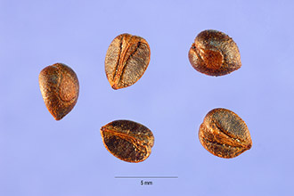 <i>Ampelopsis quinquefolia</i> (L.) Michx.