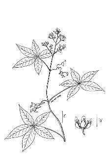 <i>Parthenocissus quinquefolia</i> (L.) Planch. var. hirsuta (Pursh) Planch.