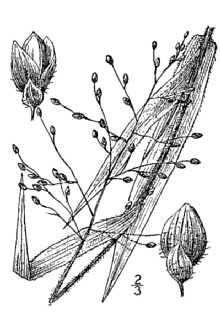 <i>Panicum ravenelii</i> Scribn. & Merr.