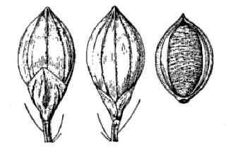<i>Panicum ramosum</i> L.