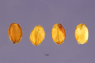 <i>Paspalum mucronatum</i> Muhl.