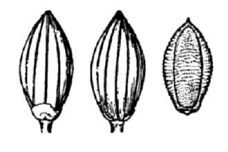 <i>Brachiaria reptans</i> (L.) Gard. & C.E. Hubbard