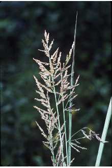 <i>Coleataenia rigidula</i> (Bosc ex Nees) LeBlond