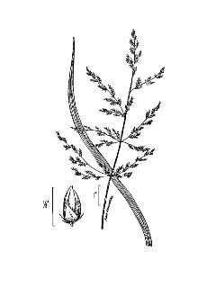 <i>Coleataenia rigidula</i> (Bosc ex Nees) LeBlond