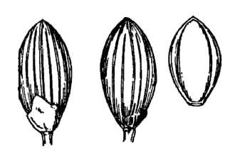 <i>Panicum mattamuskeetense</i> Ashe var. clutei (Nash) Fernald