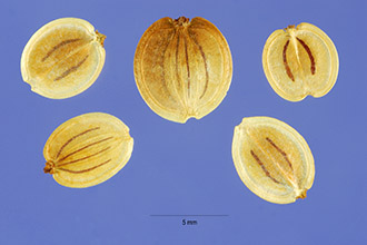 <i>Pastinaca sativa</i> L. var. pratensis Pers.