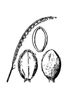 <i>Paspalum poiretii</i> Roem. & Schult.