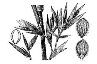 <i>Dichanthelium oligosanthes</i> (Schult.) Gould var. helleri (Nash) Mohlenbr.