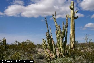 Senita Cactus