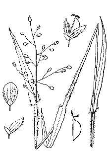 <i>Panicum oligosanthes</i> Schult. var. scribnerianum (Nash) Fernald