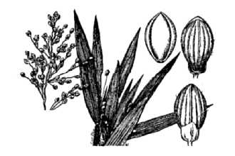 <i>Panicum oligosanthes</i> Schult. var. helleri (Nash) Fernald