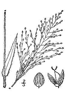 <i>Panicum scoparium</i> Lam.