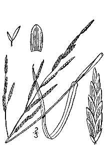 <i>Panicularia septentrionalis</i> (Hitchc.) E.P. Bicknell