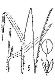 <i>Paspalum setaceum</i> Michx. var. calvescens Fernald