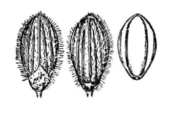 <i>Panicum scoparioides</i> Ashe