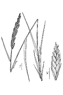 <i>Agropyron smithii</i> Rydb. var. molle (Scribn. & J.G. Sm.) M.E. Jones