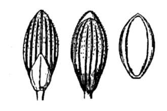 <i>Panicum dichotomum</i> L.