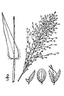 <i>Panicum sphaerocarpon</i> Elliott var. inflatum (Scribn. & J.G. Sm.) Hitchc. & Chase