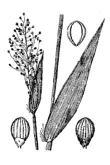 <i>Panicum sphaerocarpon</i> Elliott
