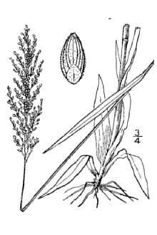<i>Panicum nitidum</i> Lam. var. densiflorum Rand & Redf.