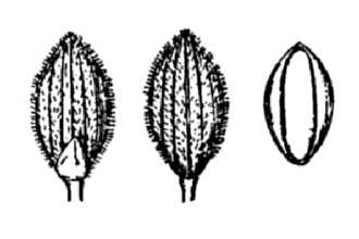 <i>Dichanthelium acuminatum</i> (Sw.) Gould & C.A. Clark var. densiflorum (Rand & Redf.) Gould &