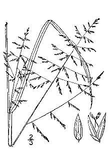 <i>Panicum agrostoides</i> Spreng. var. elongatum (Pursh) Scribn.