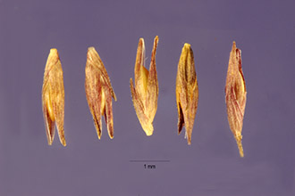 <i>Panicum agrostoides</i> Spreng. var. elongatum (Pursh) Scribn.