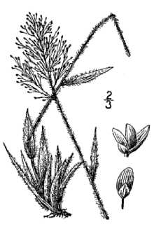 <i>Panicum laxiflorum</i> Lam. var. pubescens Vasey