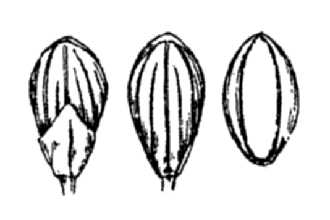 <i>Panicum laxiflorum</i> Lam. var. pubescens Vasey