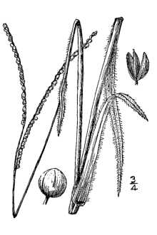 <i>Paspalum setaceum</i> Michx. var. rigidifolium (Nash) D. Banks