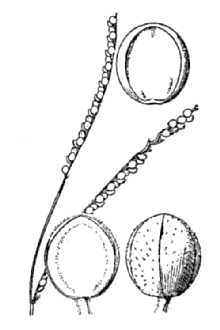 <i>Paspalum setaceum</i> Michx. var. stramineum (Nash) D. Banks
