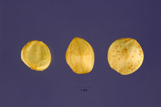 <i>Paspalum ciliatifolium</i> Michx.