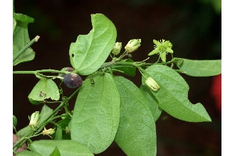 <i>Passiflora suberosa</i> auct. non. L.