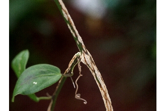 <i>Passiflora suberosa</i> auct. non. L.