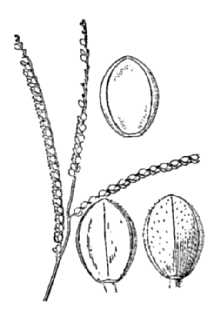 <i>Paspalum setaceum</i> Michx. var. villosissimum (Nash) D. Banks