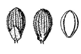 <i>Panicum lanuginosum</i> Elliott var. implicatum (Scribn.) Fernald