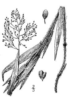 <i>Panicum acuminatum</i> Sw. var. implicatum (Scribn.) C.F. Reed
