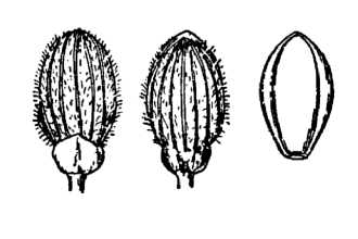 <i>Panicum acuminatum</i> Sw. var. fasciculatum (Torr.) Lelong