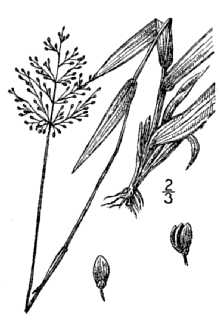 <i>Panicum dichotomum</i> L. var. tenue (Muhl.) C.F. Reed