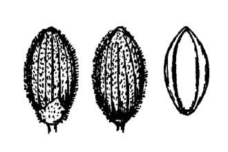 <i>Panicum dichotomum</i> L. var. unciphyllum (Trin.) Wipff & S.D. Jones