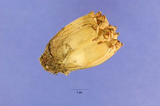 <i>Pandanus tectorius</i> Parkinson ex Zucc. var. oahuensis (Martelli) B.C. Stone