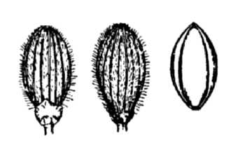 <i>Panicum acuminatum</i> Sw. var. thurowii (Scribn. & J.G. Sm.) C.F. Reed