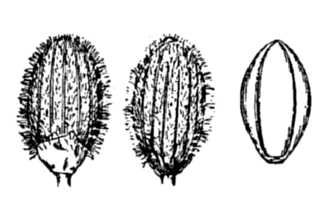 <i>Dichanthelium lanuginosum</i> (Elliott) Gould var. thermale (Bol.) Spellenb.