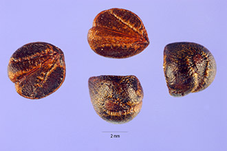 <i>Ampelopsis tricuspidata</i> Siebold & Zucc.