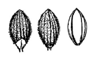 <i>Panicum trifolium</i> Nash
