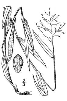 <i>Panicum lanuginosum</i> Elliott var. siccanum Hitchc. & Chase