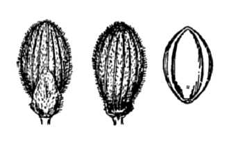 <i>Panicum lancearium</i> Trin.